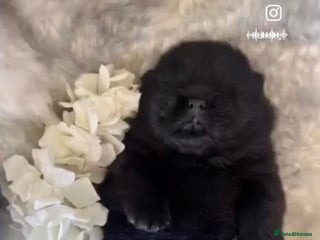 Chow Chow dogs Chow chow - Advert 10