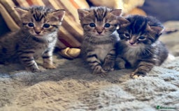 Bengal cats for sale: Bengal X Ragdoll - Image 10
