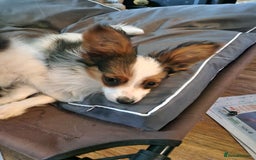 Papillon dogs for sale: Beautiful, Papillon boys in Cambridge - Image 17