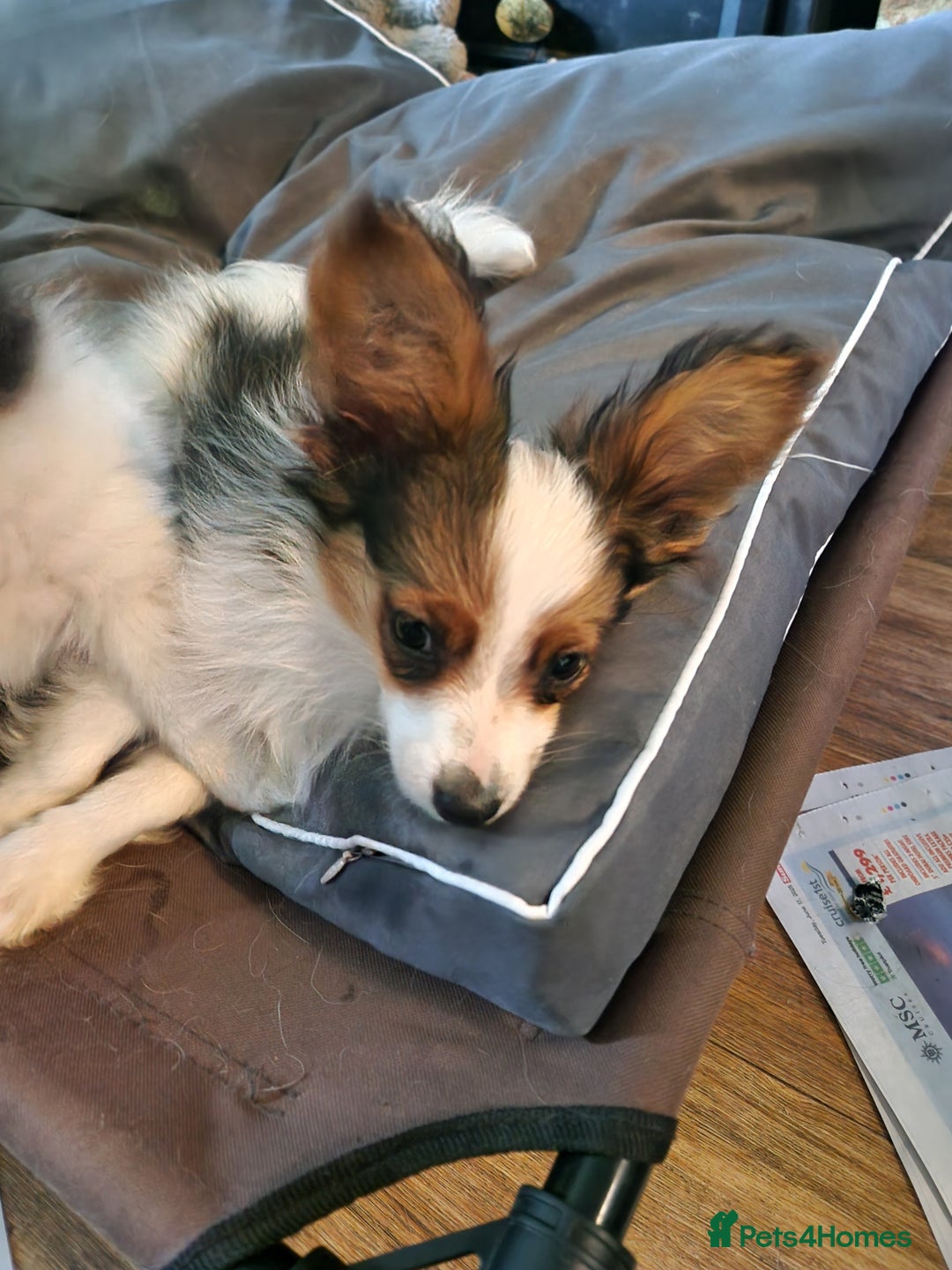 Papillon dogs for sale: Beautiful, Papillon boys in Cambridge - Image 17