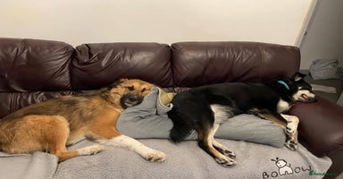 Mixed Breed dogs - Advert 3