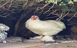 Chickens poultry for sale: Hen, POL Hens, Cockerels and chicks - Image 20