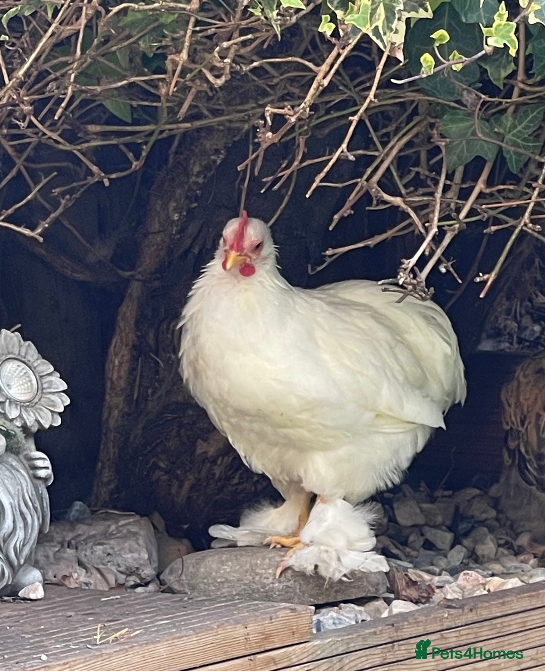 Chickens poultry for sale: Hen, POL Hens, Cockerels and chicks - Image 20