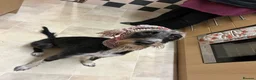 Mixed Breed dogs for sale: Lurcher (Saluki x Bedlington/Whippet) 3 years  - Advert 7