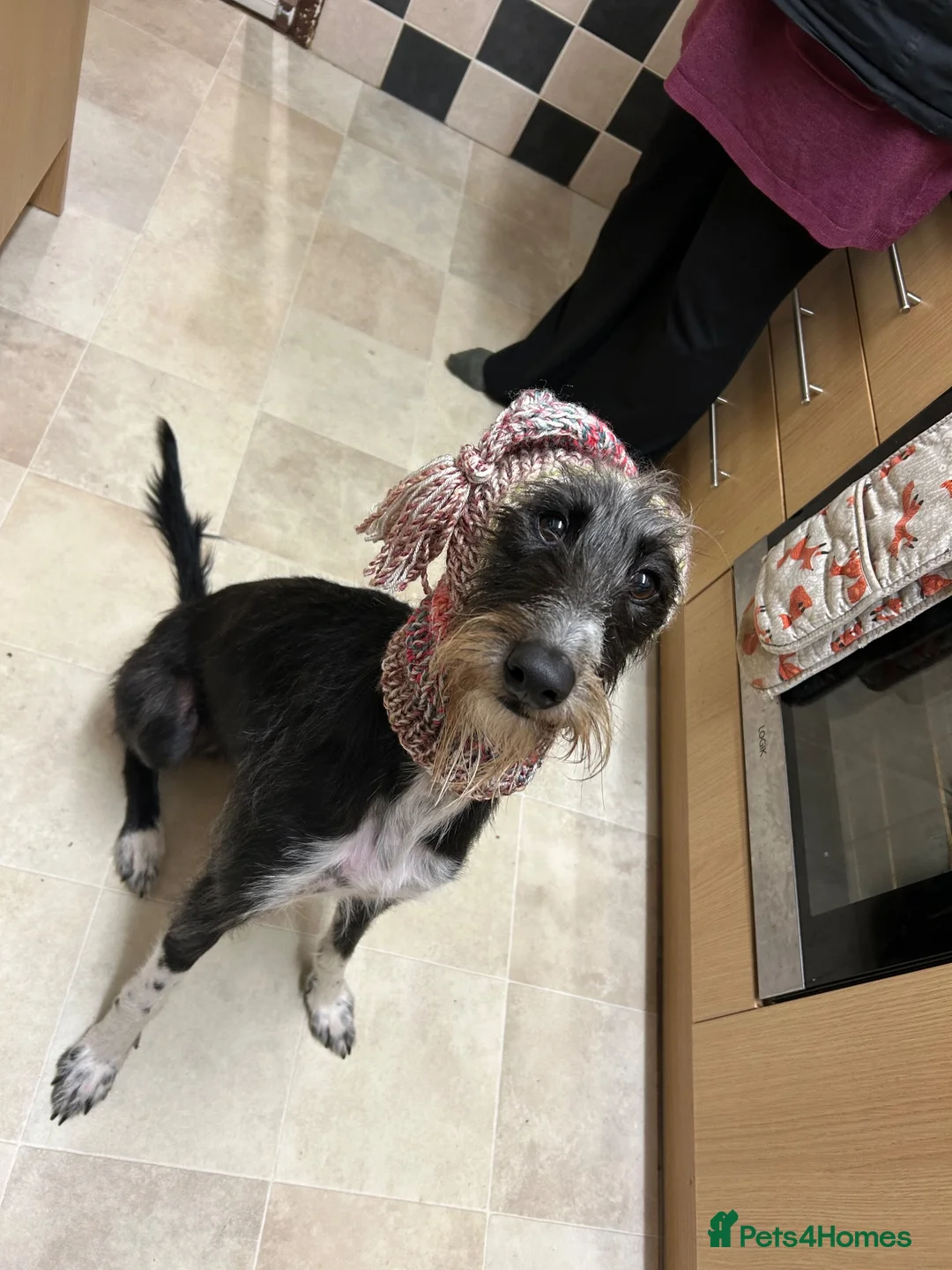Mixed Breed dogs for sale: Lurcher (Saluki x Bedlington/Whippet) 3 years  - Advert 7