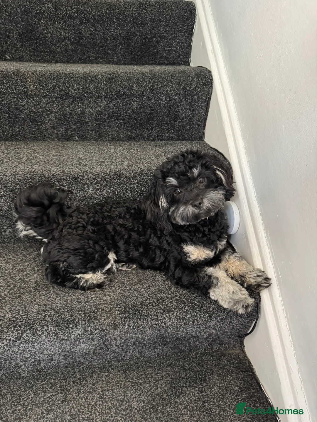 Shihpoo dogs for stud: gorgeous Shihpoo boy for studding  - Advert 7