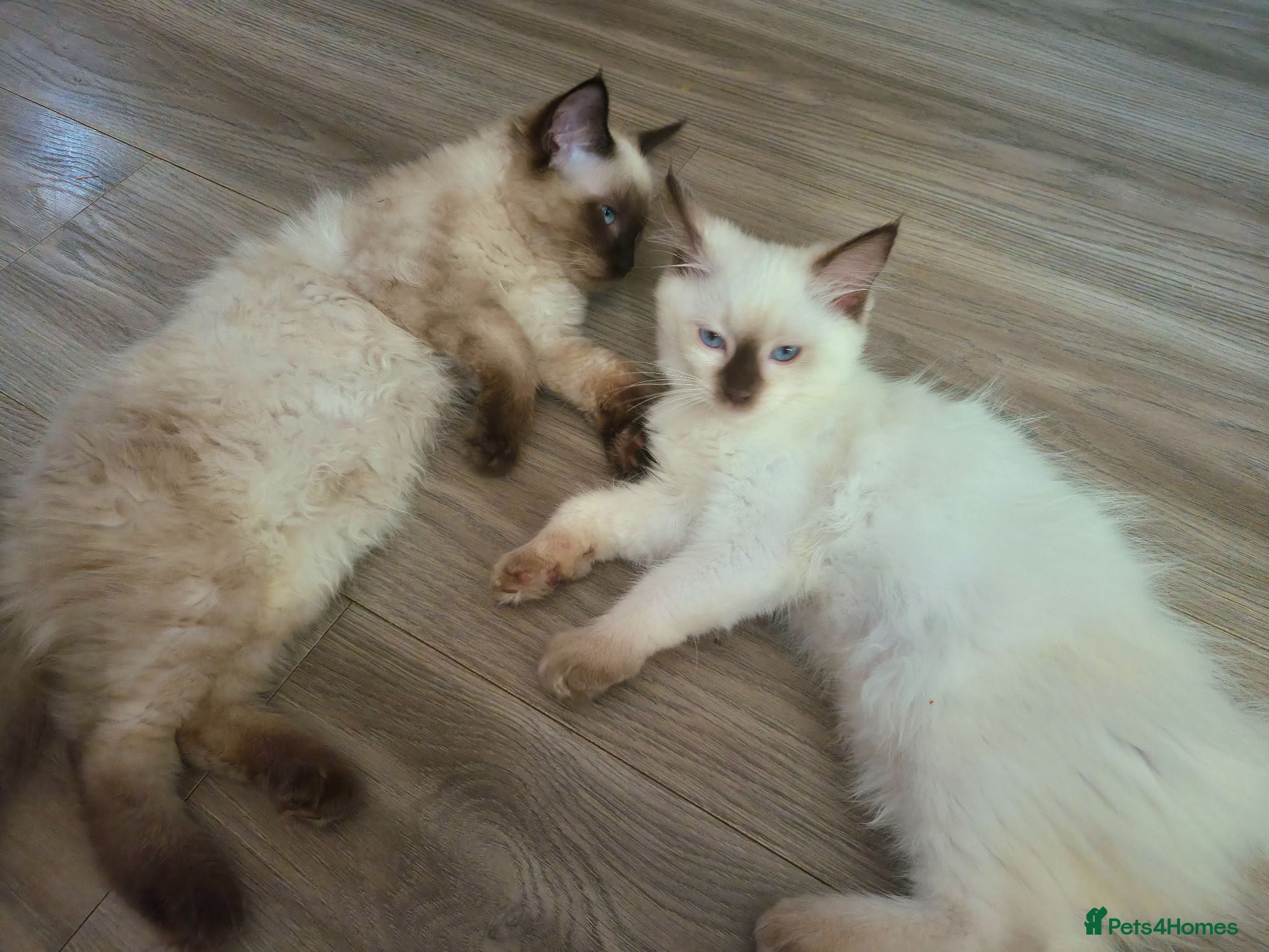 Ragdoll cats 2 beautiful fluffy ragdoll kittens - Advert 2