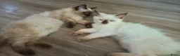 Ragdoll cats for sale: 2 beautiful fluffy ragdoll kittens - Advert 1