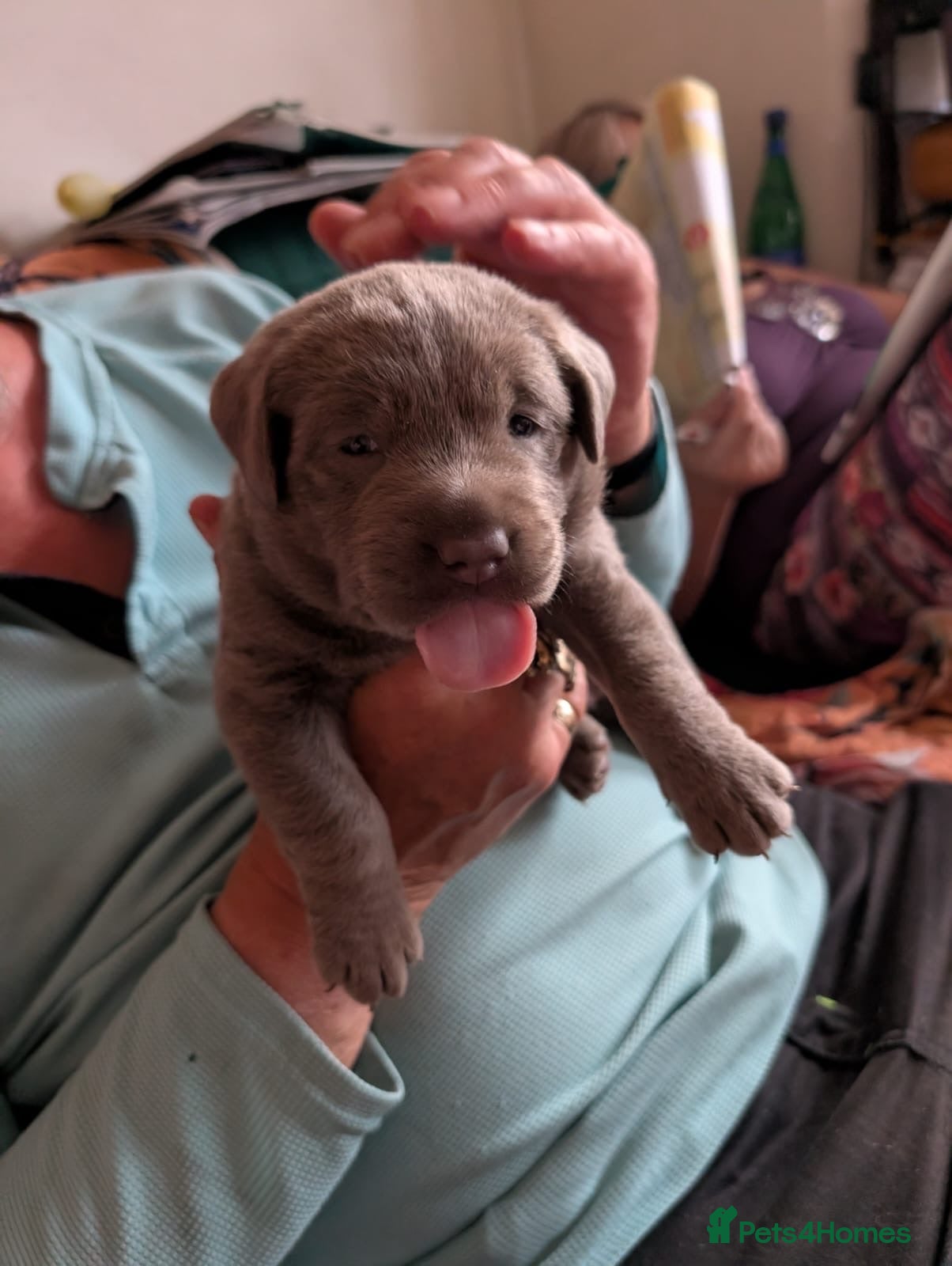 Labrador Retriever dogs 2 GIRL SILVER LABRADOR PUPPIES FOR SALE  - Advert 18