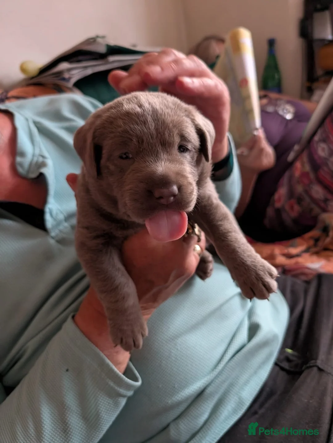 Labrador Retriever dogs for sale: 2 GIRL SILVER LABRADOR PUPPIES FOR SALE  - Advert 2