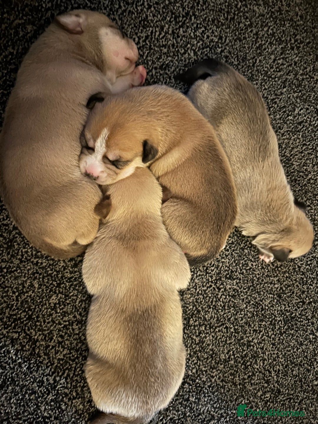 Mixed Breed dogs for sale: 4 husky cross American bulldog pups  - Image 7