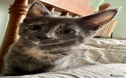 Mixed Breed cats for sale: READY NOW! Beautiful Maine Coon x female - Image 7