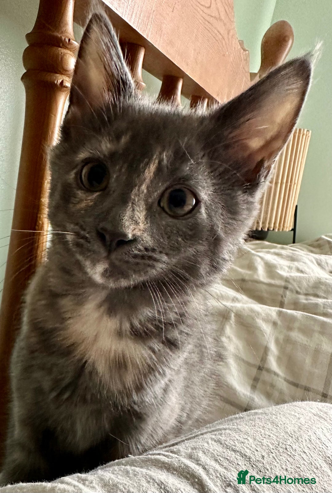 Mixed Breed cats for sale: READY NOW! Beautiful Maine Coon x female - Image 7