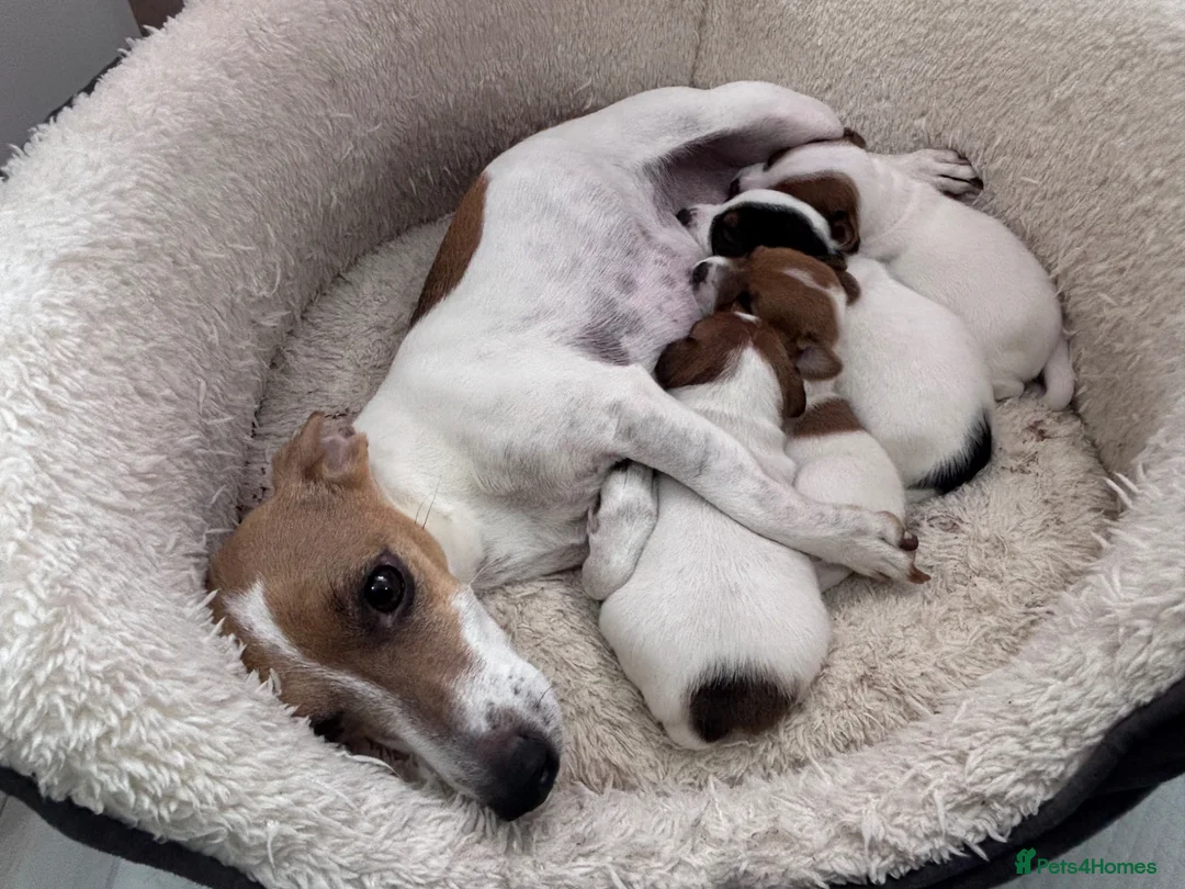 Jack Russell dogs for sale: Beautiful Jack Russell Puppies for Sale 🐶 - Advert 2