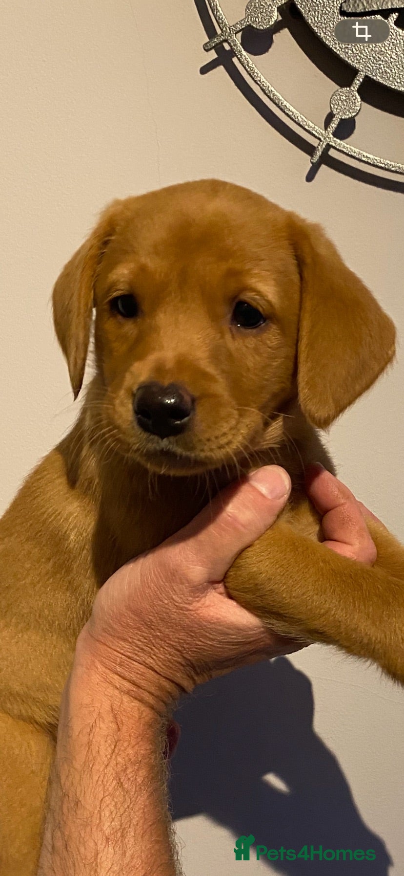 Labrador Retriever dogs Kc Registered working Labrador puppies   - Advert 10