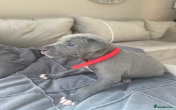 Mixed Breed dogs for sale: Staff x cane corso merle and grey pups for sale  - Image 23