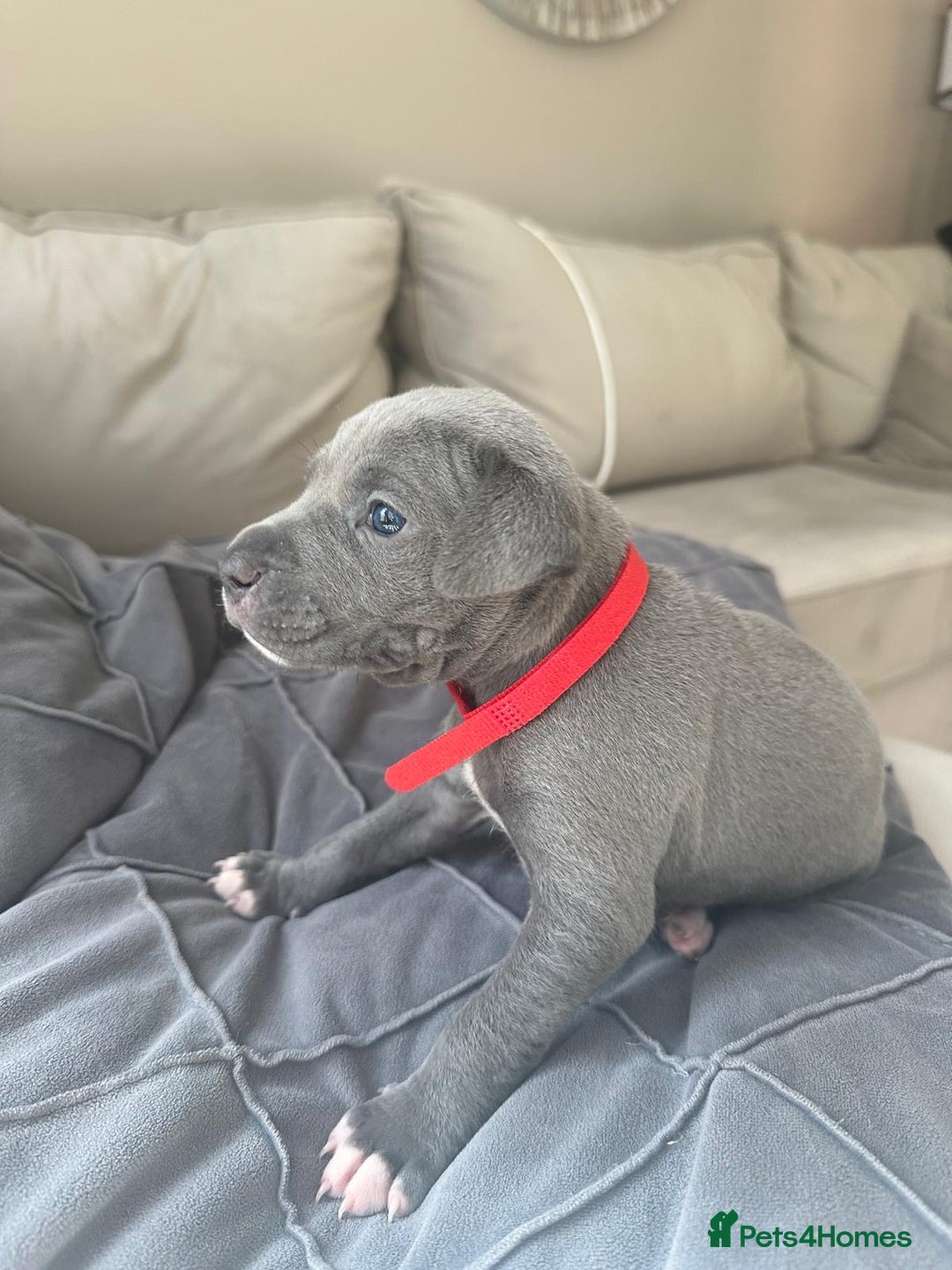 Mixed Breed dogs for sale: Staff x cane corso merle and grey pups for sale  - Image 23