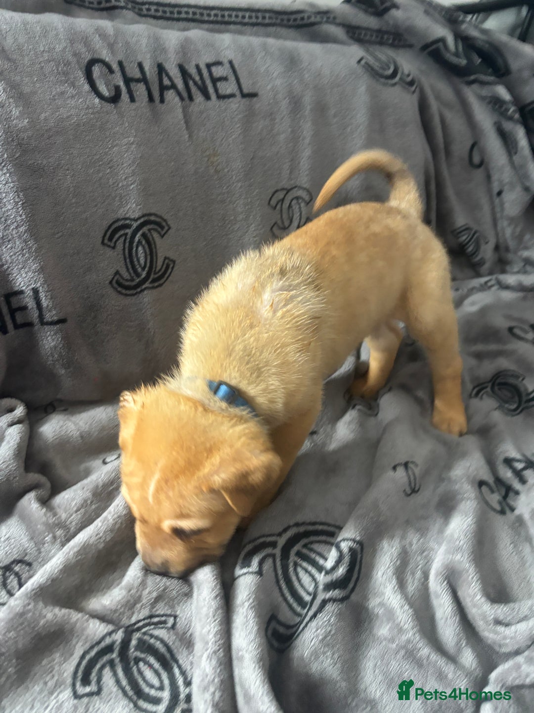 Mixed Breed dogs for sale: Staff/shar pei puppies - Advert 16