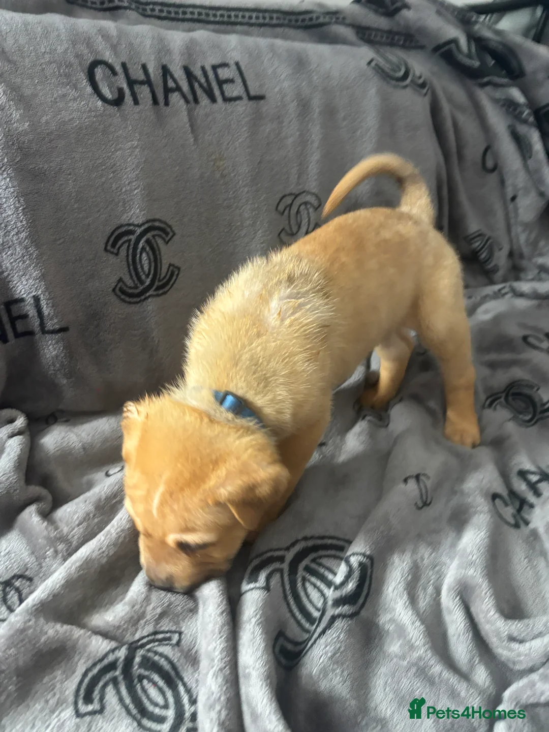 Mixed Breed dogs for sale: Staff/shar pei puppies - Advert 16