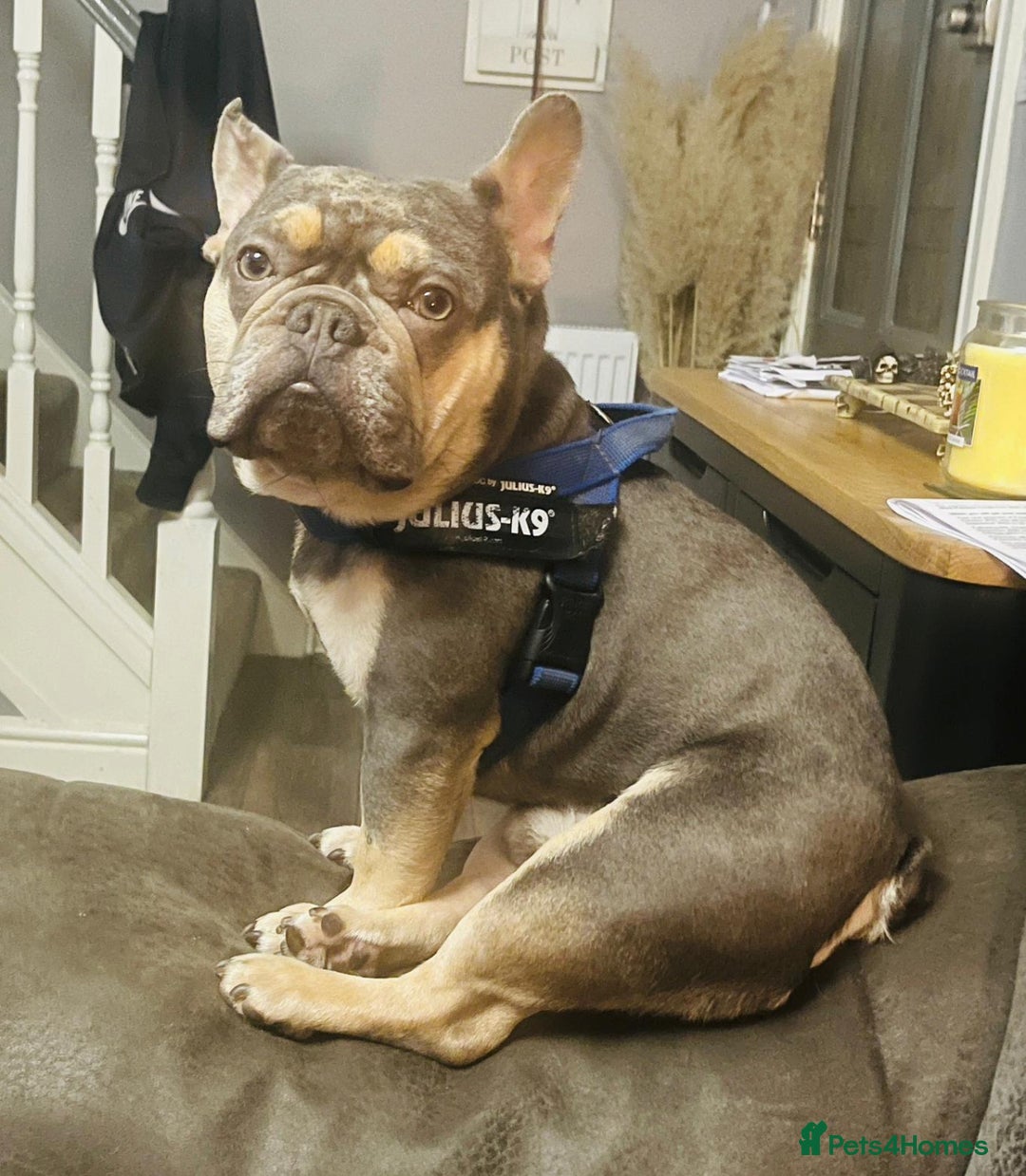 French Bulldog dogs for sale: Kc registered french bulldog puppy’s Isabella  - Image 13
