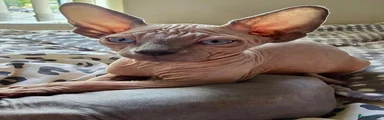 Sphynx 1