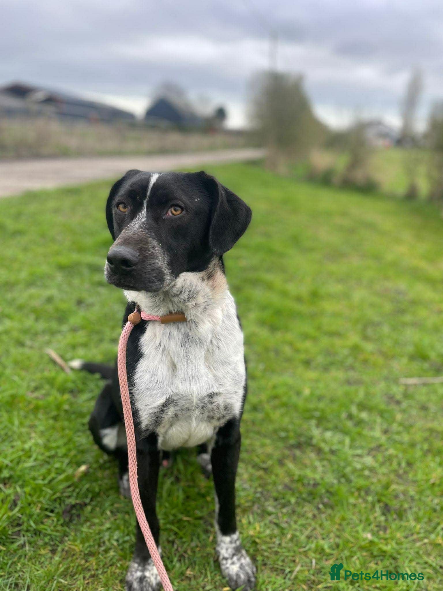 Mixed Breed dogs Demis is ready for his fairytale ending  - Advert 7