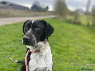 Mixed Breed dogs Demis is ready for his fairytale ending - Advert 7