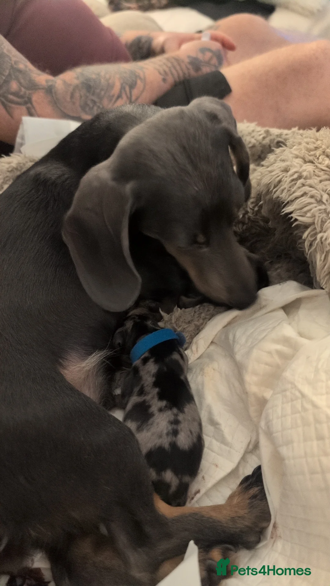 Miniature Dachshund dogs for sale: Beautiful pups  - Advert 4