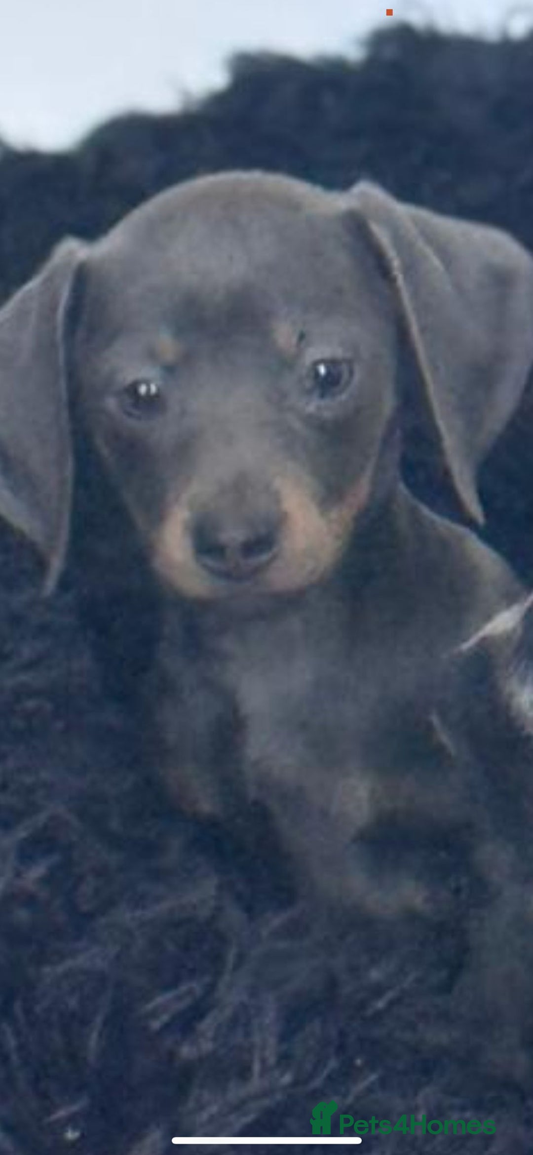 Miniature Dachshund dogs for sale: Miniature dachshunds 1 pup remaining kc registered - Advert 8