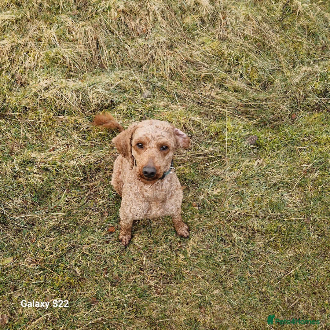 Cockapoo dogs for sale: Cockapoo - Advert 3