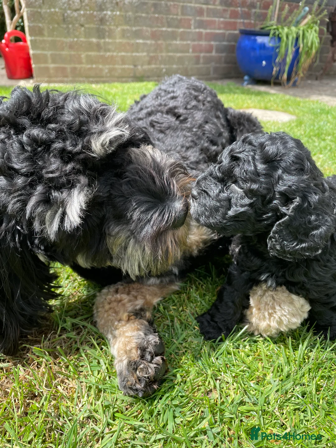 Cockapoo dogs for stud: F1 tri coloured phantom cockapoo for stud in Bournemouth - Advert 15