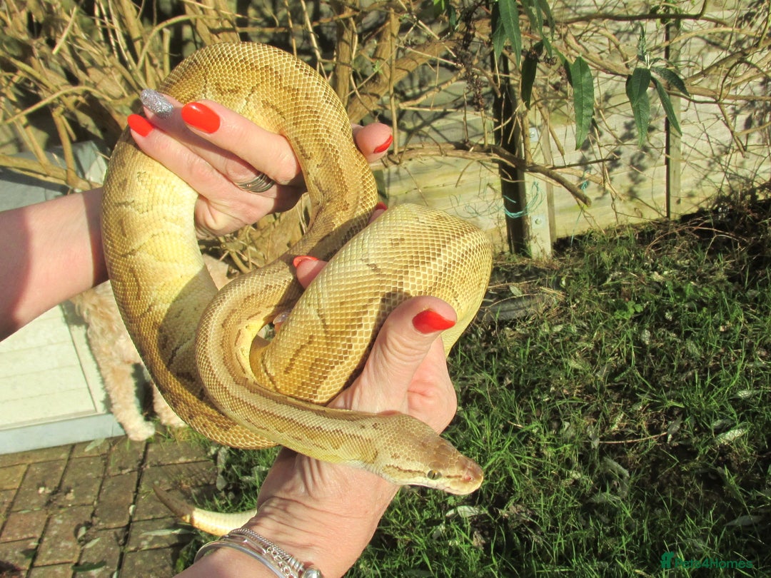 Python Snake reptiles for sale: Pinstripe Lesser Yellow Belly  pastel  - Image 3
