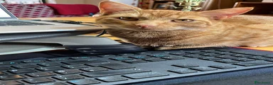Domestic Shorthair 1