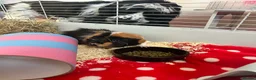 Guinea Pig rodents for sale: Tiggs the guinea pig - Advert 5