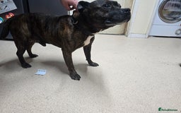 Staffordshire Bull Terrier dogs for sale: To good home - Image 3