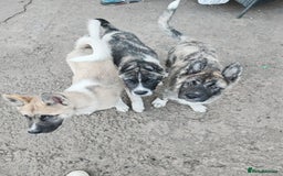 Akita dogs for sale: Akita puppy's ready now - Image 7