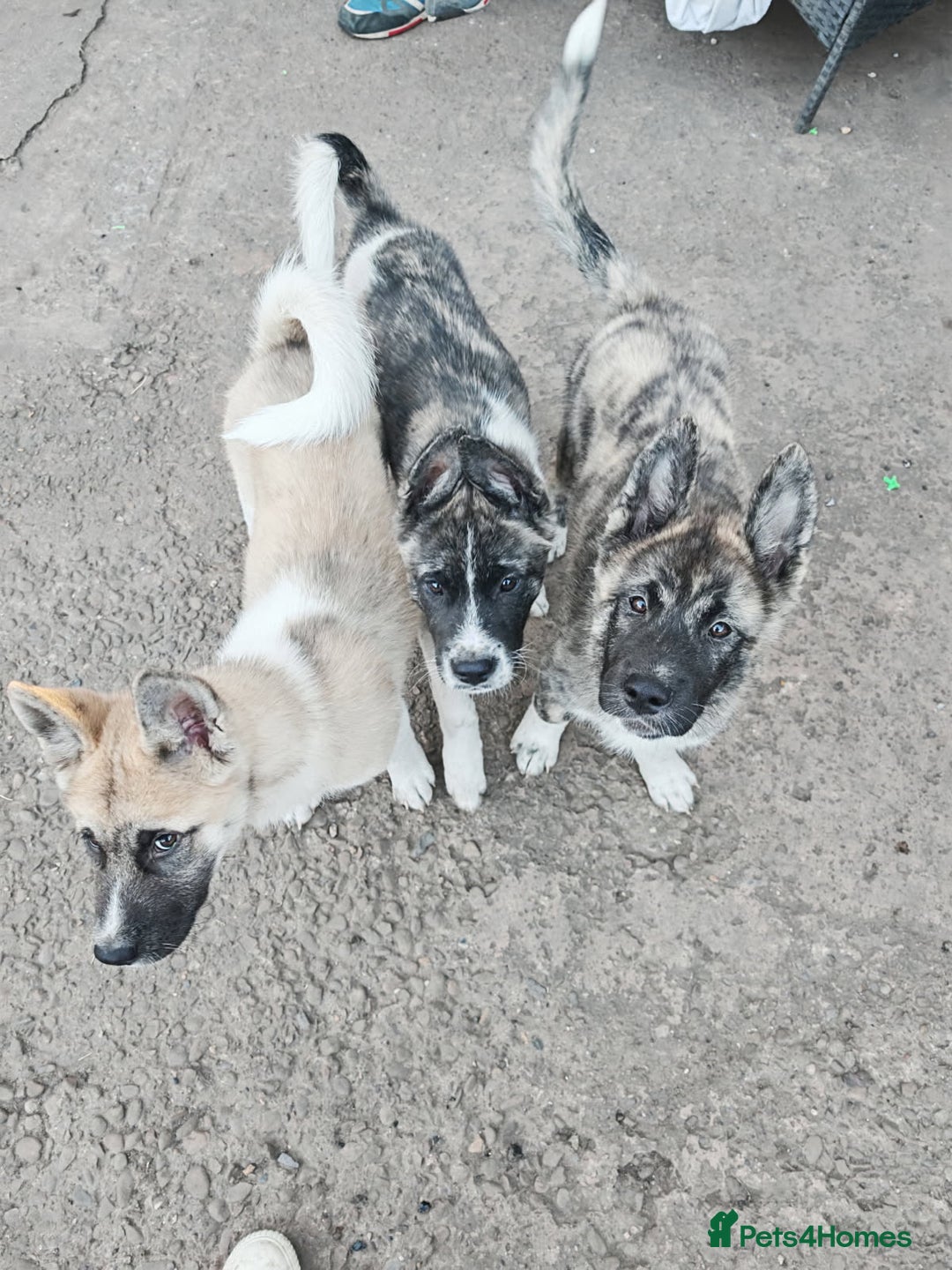Akita dogs for sale: Akita puppy's ready now - Image 7