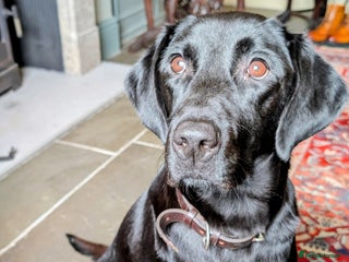 Labrador Retriever dogs THE PICK OF THE LETTER OUR FINAL LABRADOR DOG PUP - Advert 1