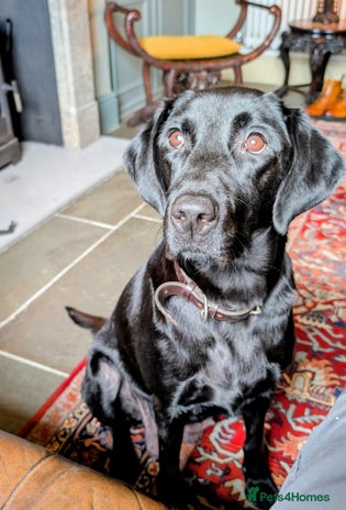 Labrador Retriever dogs THE PICK OF THE LETTER OUR FINAL LABRADOR DOG PUP - Advert 3