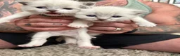 Ragdoll cats for sale: Beautiful ragdoll kittens for sale  - Advert 3
