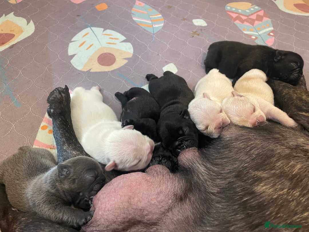 French Bulldog dogs for sale: KC Reg Frenchie Puppies - Image 9