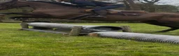 Irish Thoroughbred horses for sale: Super safe teenager dream horse  - Advert 18