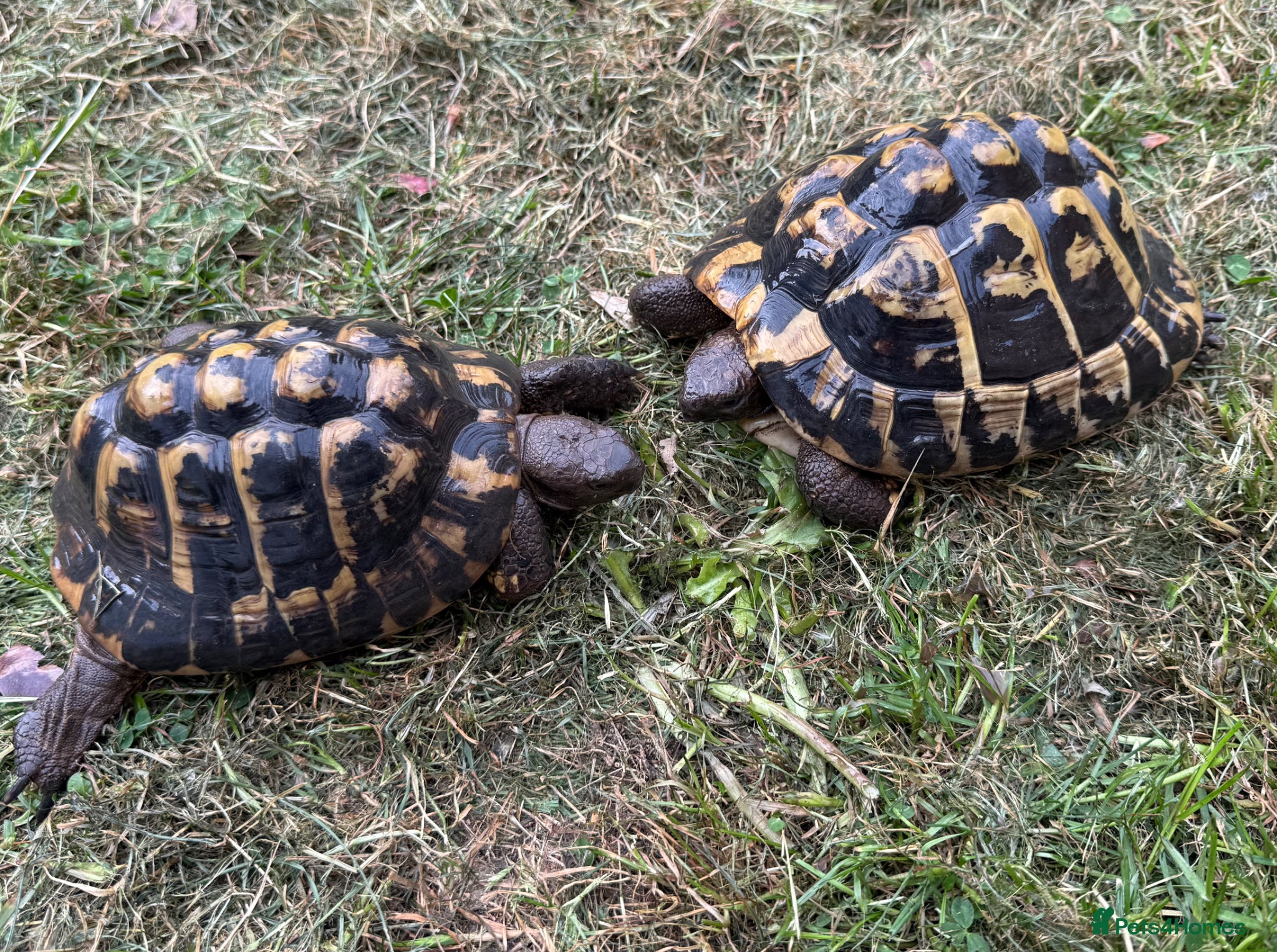 Tortoise reptiles Breeding pair of Hermann Tortoises - Advert 1