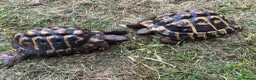 Tortoise reptiles for sale: Breeding pair of Hermann Tortoises - Advert 1