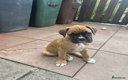 Boxer dogs for sale: Boxers 2 bitches - Image 5