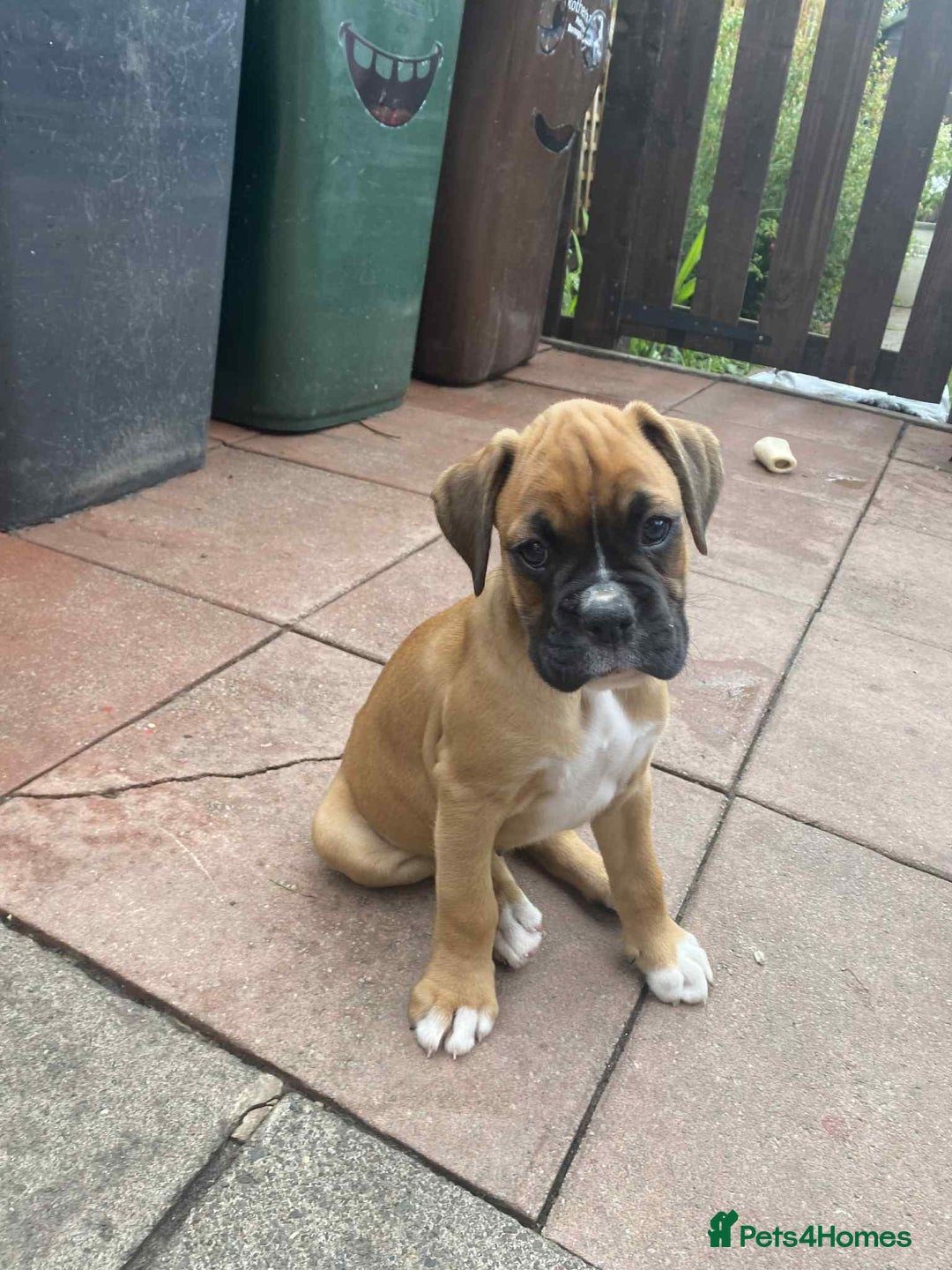 Boxer dogs for sale: Boxers 2 bitches - Image 5