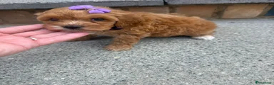 Cockapoo 5