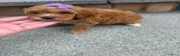 Cockapoo dogs for sale: Cockapoo in King's Lynn - Advert 4