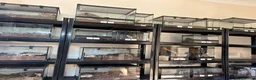 Tarantulas invertebrates for sale: Arachnids / Scorpions - Advert 1