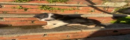 Border Collie dogs for sale: 3 Beautiful Sheepdog Puppies - Advert 16